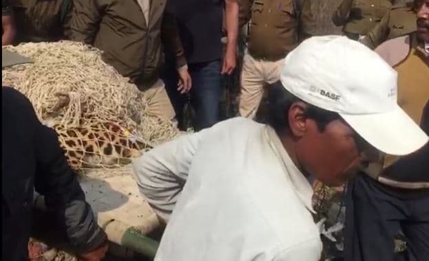 आर्मी की फेंसिंग में फंसा तेंदुआ, करीब 4 घंटे के रेस्क्यू के बाद बाहर निकला