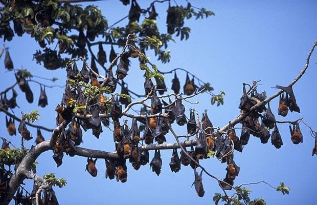 प्रदेश में यहां ‘निपाह वायरस’ की दहशत, अलर्ट जारी