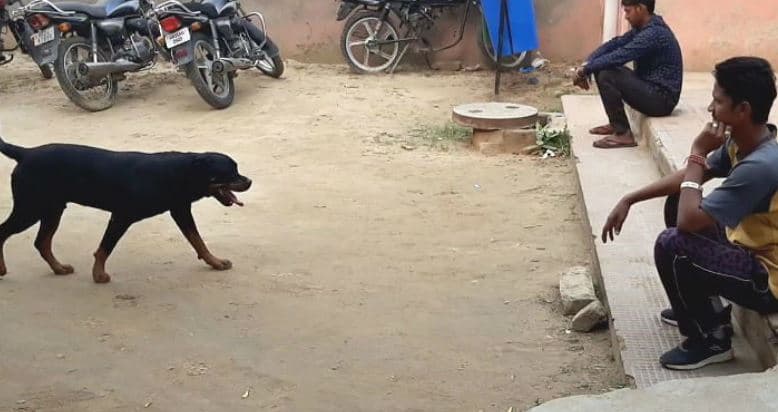 कुत्ते को लेकर लड़ाई, पीपल की कसम खाने के बाद हुआ फैसला