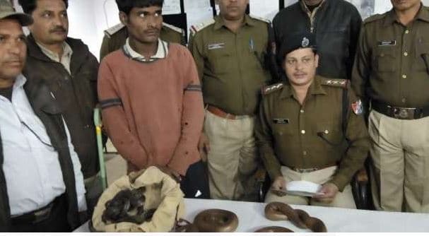 आरपीएफ की कार्रवाई, बेशकीमती साँप सहित सपेरा गिरफ्तार