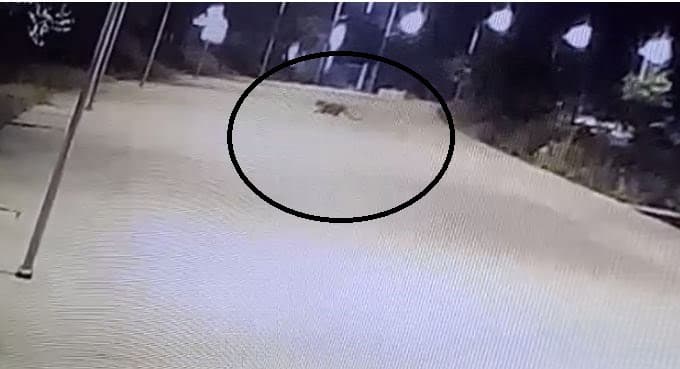 भोपाल : जब रनवे से पार्किंग तक घूमता नजर आया तेंदुआ, मचा हड़कंप, देखें वीडियो