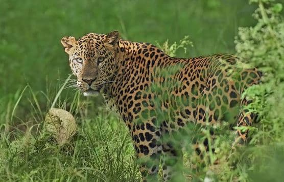 सोनचिरैया अभयारण्य में पानी की कमी और गर्मी के चलते तेंदुए की मौत