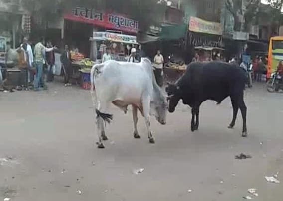 एमपी के इस जिले में छिड़ा सांडों के बीच युद्ध, मची अफरा-तफरी