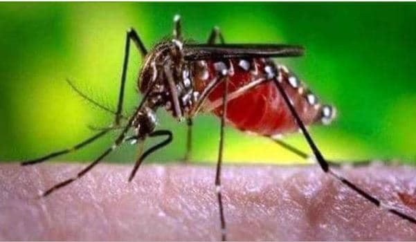 राजधानी में डेंगू से EOW में पदस्थ महिला अफसर की मौत