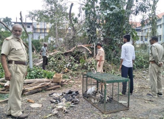 एक फरमान पर कटने लगे पेड़ और मौत की नींद सो गए सैंकड़ो प्रवासी पक्षी
