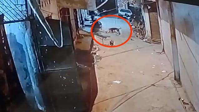VIDEO: राजधानी में कुत्तों का आतंक, चार साल की मासूम को बुरी तरह नोंचा