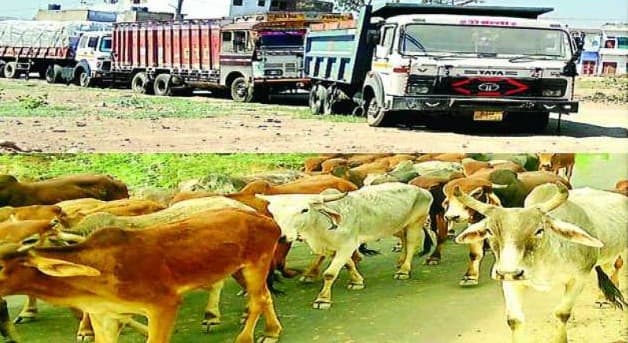 गौवंश परिवहन को लेकर राज्य सरकार ने बनाई ये नई पॉलिसी, पशुपालकों को होगी सुविधा