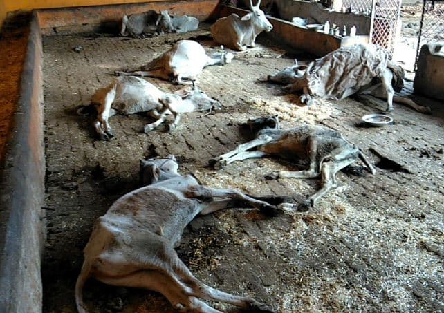 MP: राजगढ़ में 6 दिन में 60 से अधिक गायों की मौत, जिम्मेदार कौन?