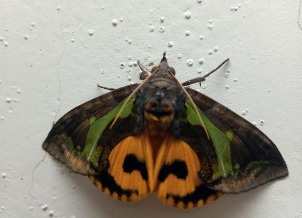 पूजा के दौरान घर आई तितली में नजर आये हनुमान, लोग मान रहे दैवीय चमत्कार