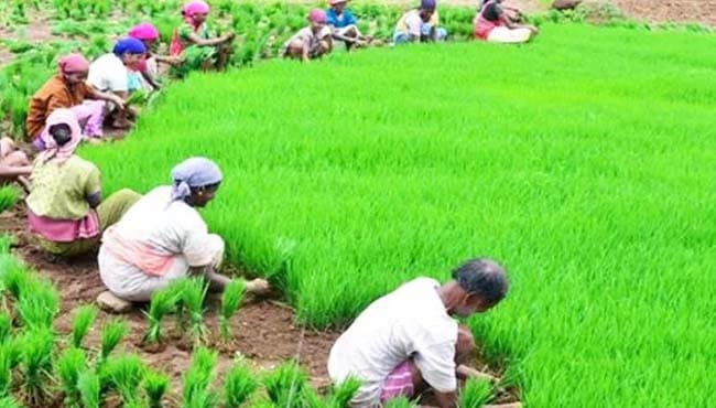धान खरीदी पंजीयन शुरु, 136 किसानों ने कराया रजिस्ट्रेशन