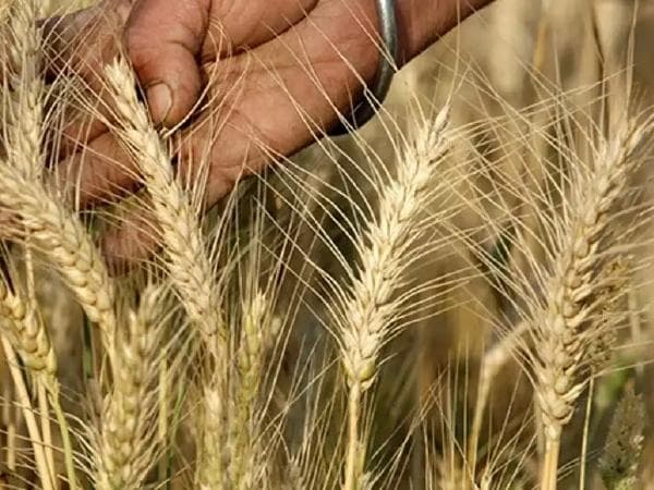 रबी फसल के प्रमाणित बीजों की विक्रय और अनुदान दरें निर्धारित