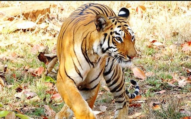 मध्यप्रदेश में फिर शुरू होगी बाघों की शिफ्टिंग, आंकड़ों का हो रहा इंतजार