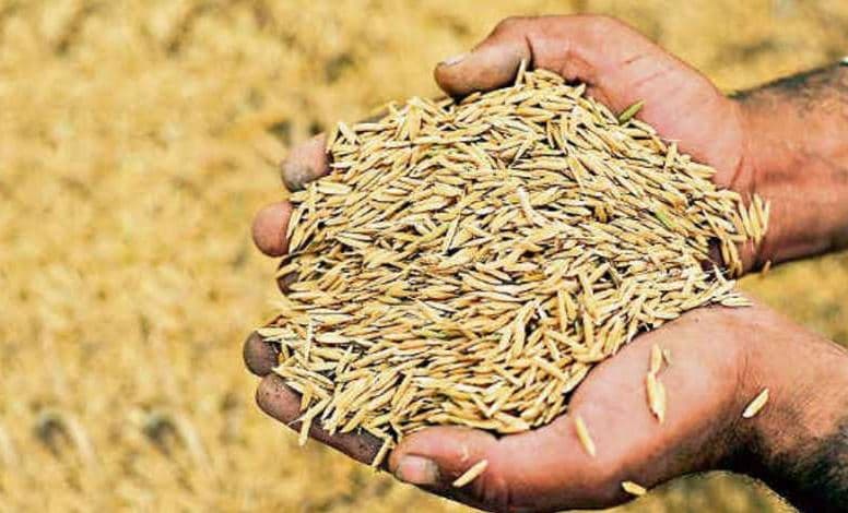 मध्य प्रदेश में MSP पर धान की खरीदी सात दिन टली, यह है कारण