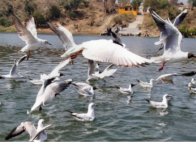 सात समंदर पार कर मां नर्मदा के ग्वारीघाट पहुंचे साइबेरियन पक्षी