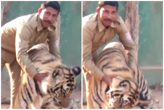 इंसान और बाघ की दोस्ती का बेजोड़ उदाहरण, सोशल मीडिया पर वीडियो वायरल