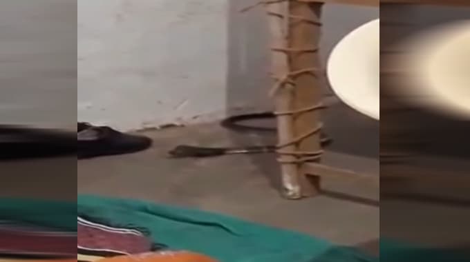 जब मतदान केंद्र में पहुंच गई ‘नागिन’, मची अफरा-तफरी, देखिये वीडियो