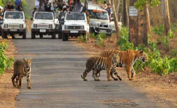 अब टाइगर रिजर्व की सैर के लिए करना होगा दो माह का इन्तजार, यह है वजह