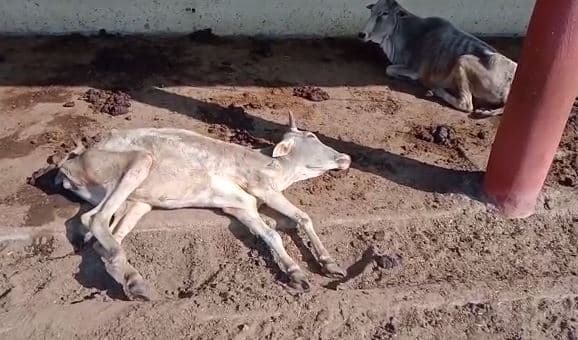 खबर का असर: गायों की मौत के मामले में कलेक्टर ने गठित की जांच समिति