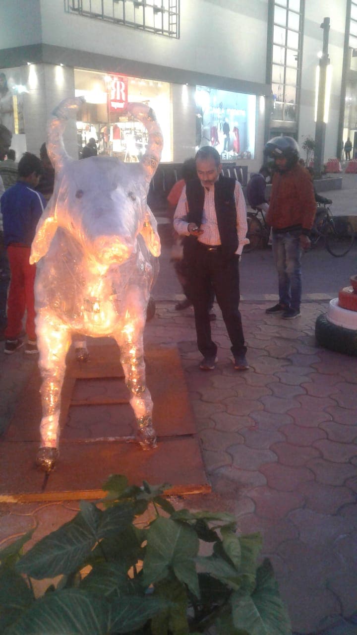 गायों को बचाने के लिए नगर निगम का नया प्रयोग