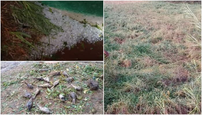 ओलावृष्टि ने बढ़ाई किसानों की चिंता, फसलें बर्बाद, मुआवजे की मांग