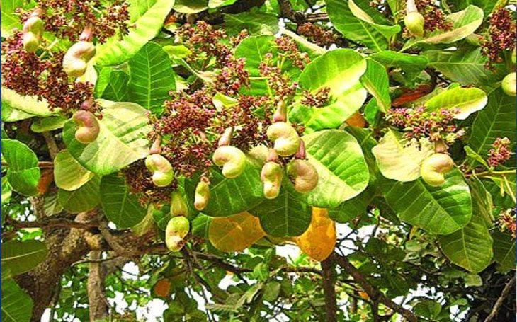 बढ़िया काजू के लिये गोवा जाने की ज़रूरत नहीं, मध्यप्रदेश में होगी अब काजू की खेती