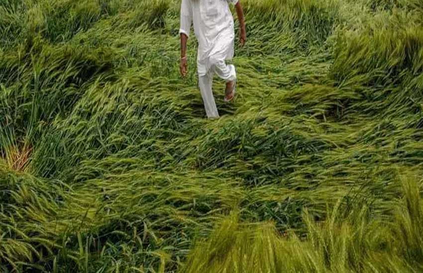 ग्वालियर चंबल संभाग में आसमान से टपकी आफत, किसान हलकान
