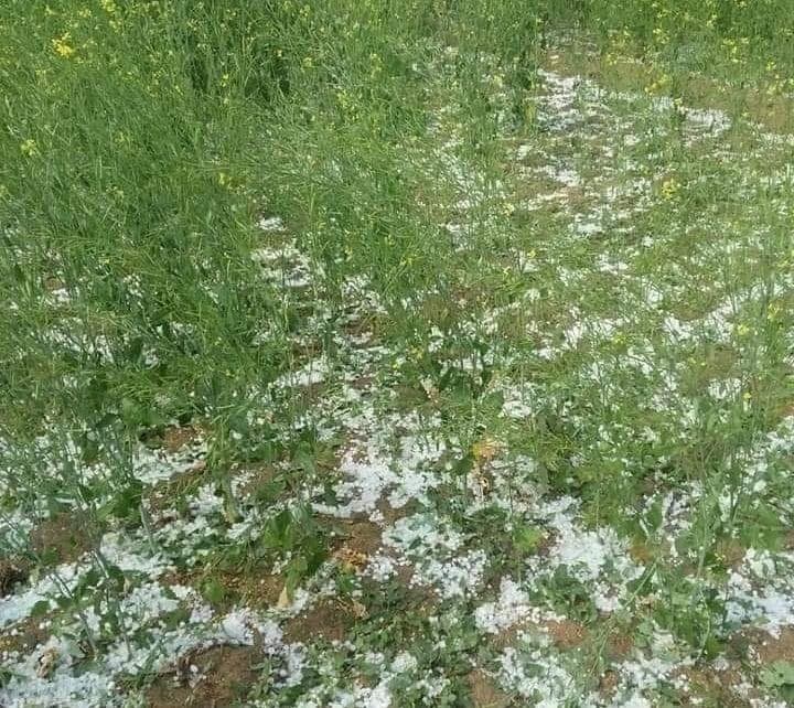 बारिश के साथ पड़े ओलों से फसल बर्बाद, परेशानी में किसान