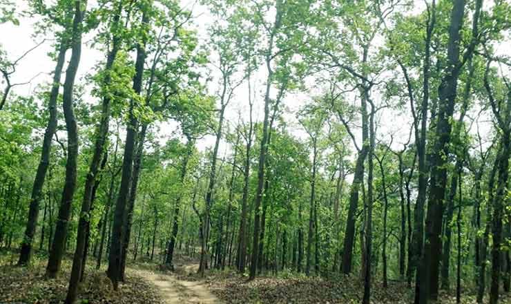 सरकार अब आउटसोर्स से करवाएगी पौधरोपण, बनाई गई तीन सदस्यीय समिति