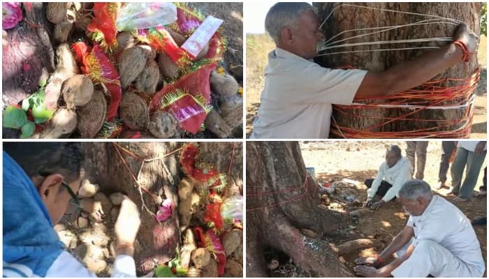 आस्था पर भारी अंधविश्वास: अब इस चमत्कारी पेड़ को छूने पहुंच रहे सैकड़ों लोग