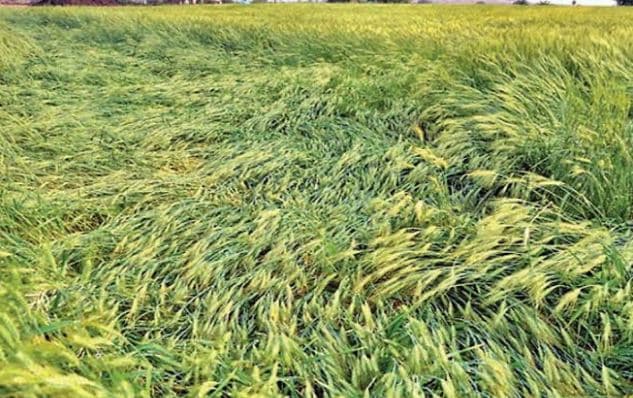 मौसम की मार: ग्वालियर-चंबल में बारिश के साथ गिरे ओले, फसलों को भारी नुकसान