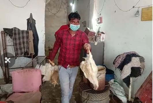 भिंड में मरी मुर्गियों को बर्ड फ्लू पॉजिटिव, जनता और प्रशासन में हड़कंप