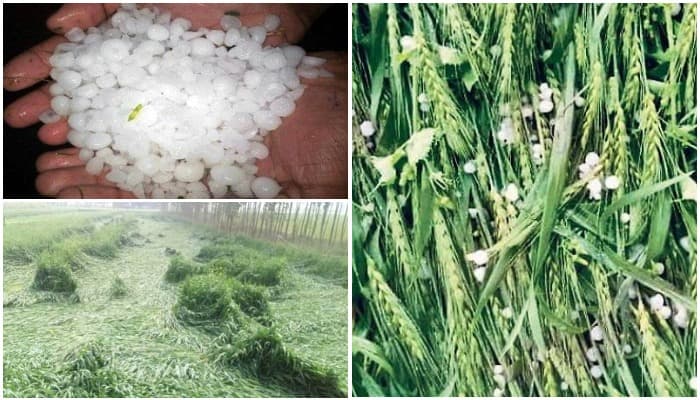 MP के कई जिलों में ओलावृष्टि, फसलों को भारी नुकसान, आगे ऐसा रहेगा मौसम