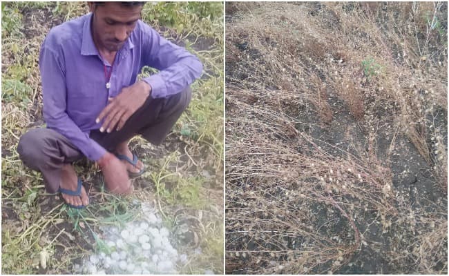 एमपी में आफत बनकर बरसी बारिश, ओलो से फसलों को भारी नुकसान