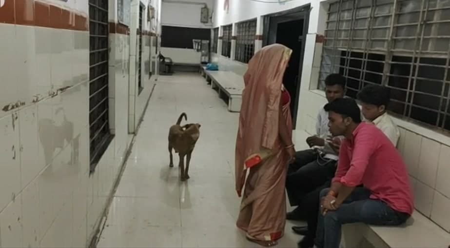 सिविल अस्पताल के प्रसूति वार्ड में कुत्तों का डेरा