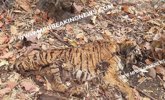 निमाड़ के इस क्षेत्र में मृत टाइगर मिलने से मचा हड़कंप
