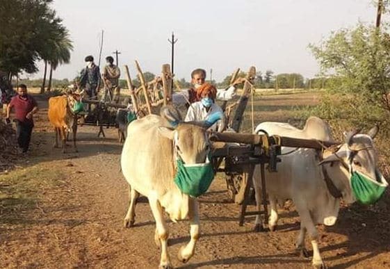 यहां लोगों को जागरूक करने ग्रामीण मवेशियों को लगा रहे मास्क