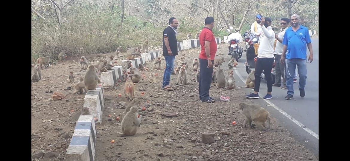लॉकडाउन में जानवरों को खाना खिला रही समाजसेवी संस्था