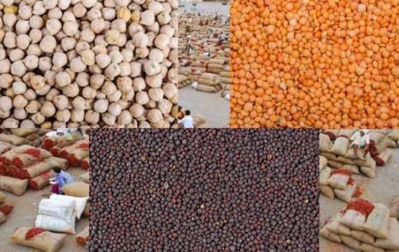 MP में 29 अप्रैल से शुरू होगी चना और मसूर की समर्थन मूल्य पर खरीदी