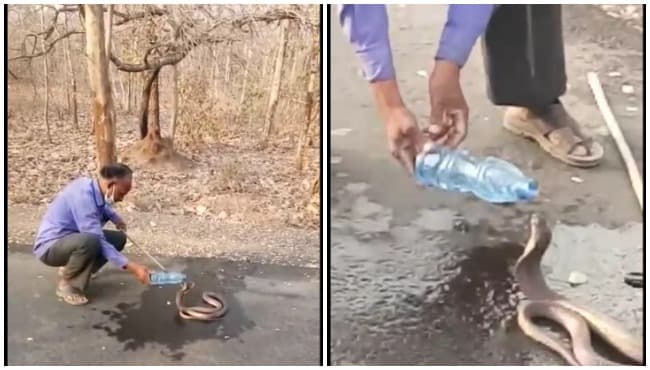 VIDEO: गर्मी से परेशान घूमने निकले नागराज, मिनरल वाटर पीकर बुझाई प्यास