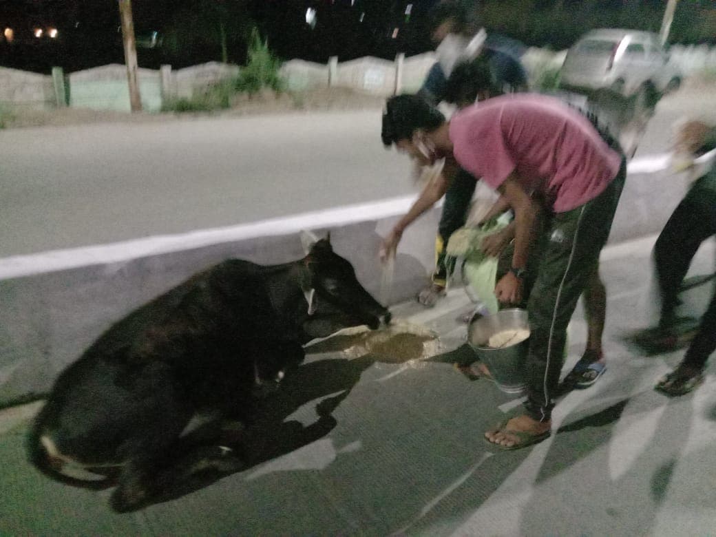 लॉकडाउन में भूखे मवेशियों को मुहैया कराया जा रहा चारा पानी