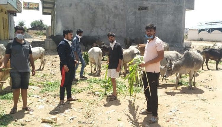 लॉकडाउन और भीषण गर्मी में गौसेवा में जुटे गौभक्त, नगर में घूमकर खिला रहे घास