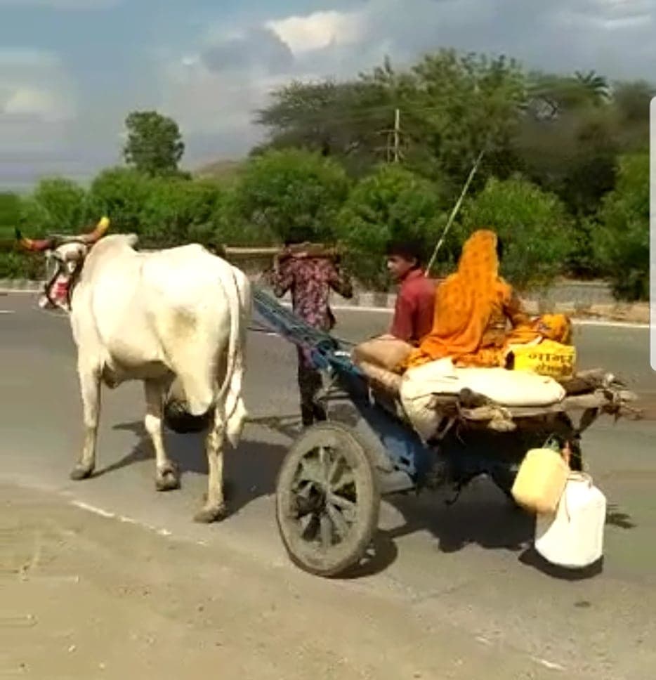 बैलगाड़ी में बैल की जगह खुद को जोतकर घर की ओर निकल पड़ा युवक, वीडियो वायरल
