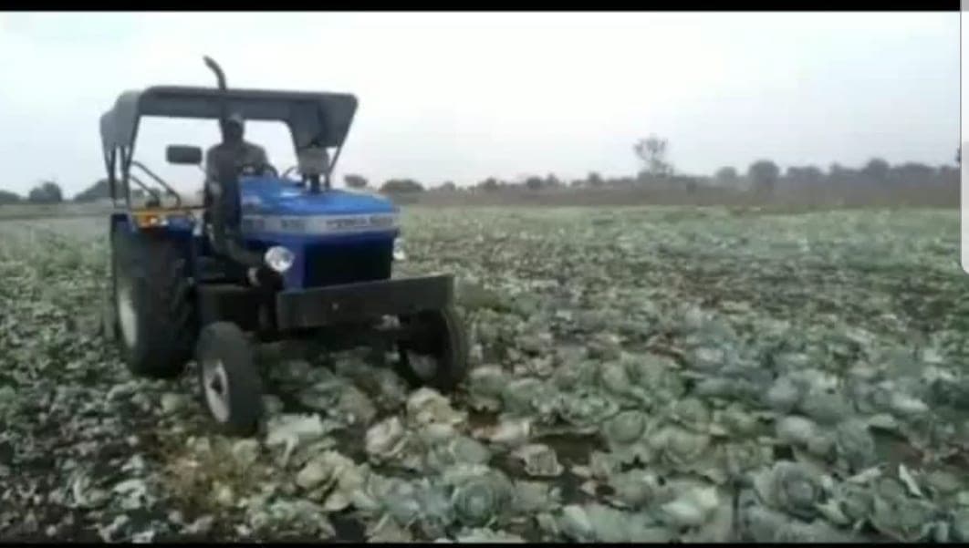 मेहनत से उगाई सब्जी की फसल खुद नष्ट करने को मजबूर किसान,खेतों में चला रहे ट्रैक्टर