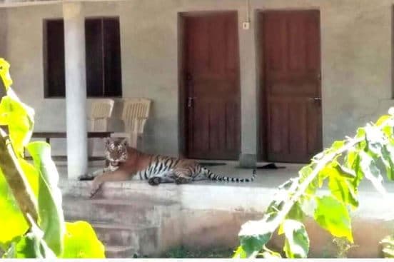 खूब वायरल हो रहा पन्ना टाइगर रिजर्व का ये फोटो