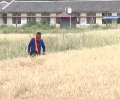 कोरोना के खिलाफ जंग में आगे आये समाजसेवी, 40 एकड़ की फसल कर दी दान