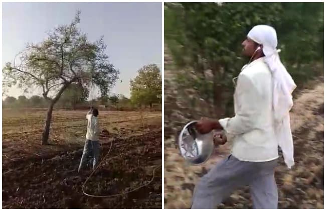 राजगढ़ में टिड्डी दल का हमला, ‘कोरोना’ भूल ‘बिन बुलाये मेहमान’ को भगाने में जुटे किसान