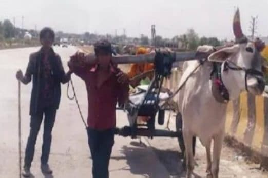 बैलगाड़ी में बैल की जगह जुता युवक, जानिये वायरल वीडियो के पीछे की हकीकत