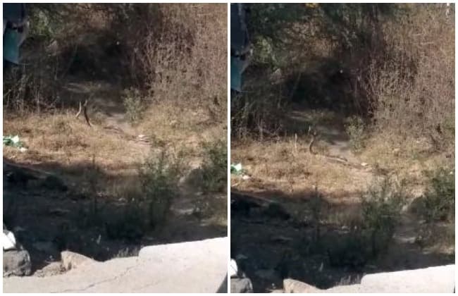इंदौर में निकला नाग-नागिन का जोड़ा, रहवासियों में खौफ, देखिये वीडियो