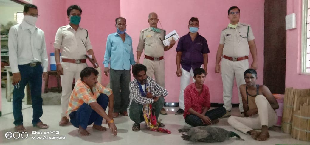 मोर का शिकार करने वाले चार आरोपी धराए, ग्रामीणों की मदद से वन विभाग ने पकड़ा