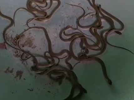 बाहर कोरोना का डर, घर में सांपों का आतंक, आखिर कहां जाएं साहब